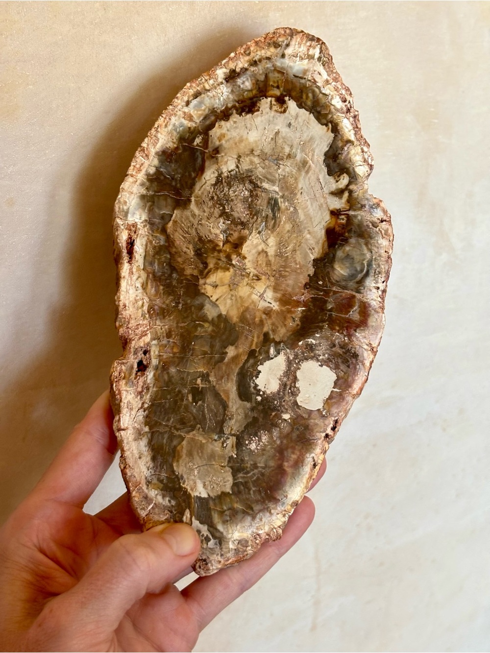 🌲 1.5 lb Petrified Wood Slab – Natural Fossilized Tree Slice – Polished Face 🌎